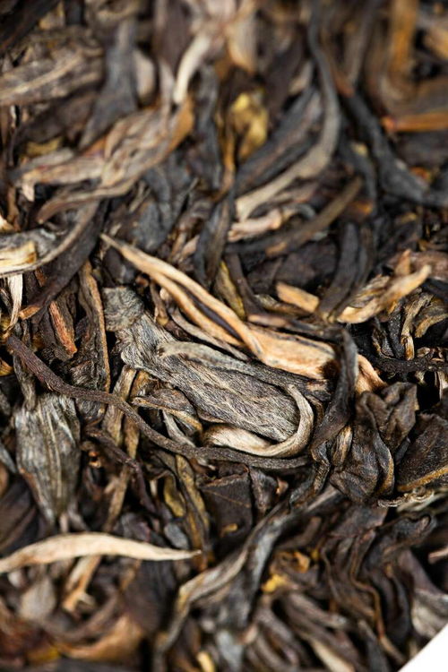 海湾茶业百福聚首,万事顺遂