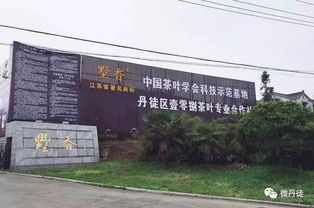 丹徒找准 发力点 做强茶产业