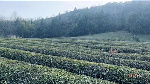 瓷韵茶香里的乡村振兴答卷 党建引领绘就 茶香新景 图