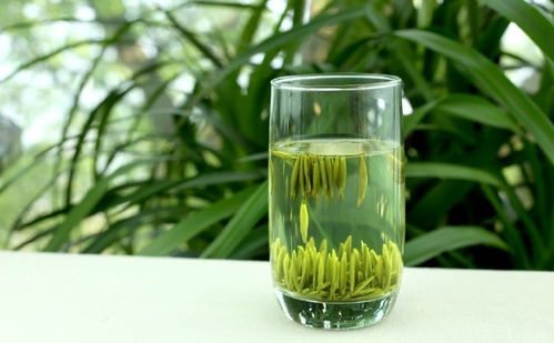 想减肥可以多喝绿茶吗