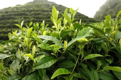 邵阳猪血丸子成了非遗项目,还有5个是这些!
