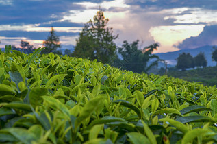 茶道茶文化