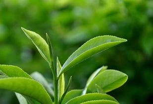 祥好韵茶叶产品 产品图片 加盟店怎么样
