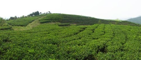 品品香茶基地 文洋西山有机茶基地