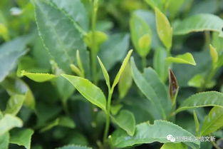 两岸媒体 姓氏寻根 联合采访团走进文新茶村