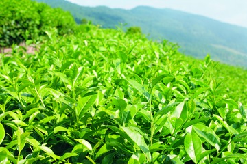 有机茶品牌